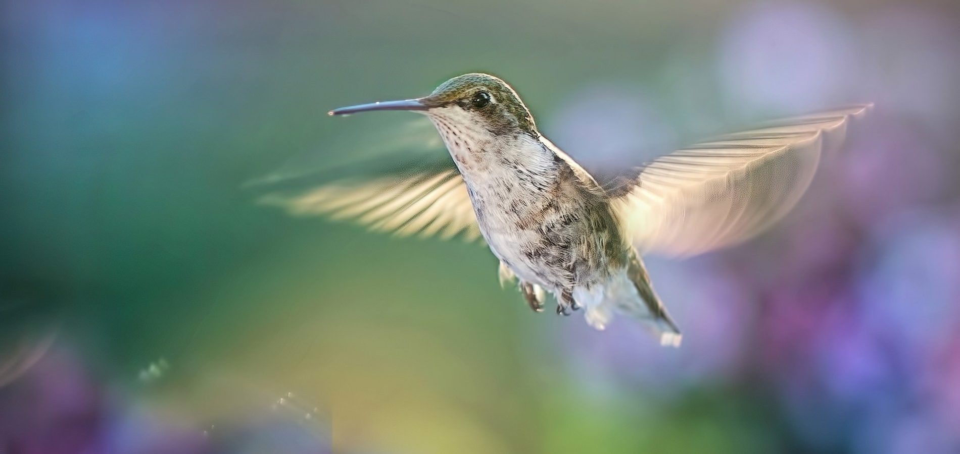 hummingbird-5477966_1920